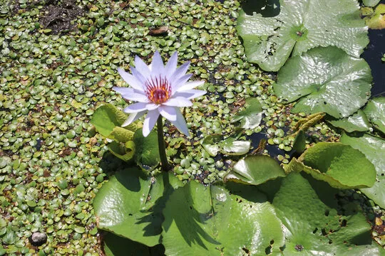 台湾大乐透直播